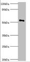 SMAD Family Member 9 antibody, orb353313, Biorbyt, Western Blot image 