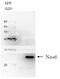 Probable 26S proteasome regulatory subunit p28 antibody, 62-213, BioAcademia Inc, Western Blot image 