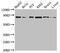 Signal Transducer And Activator Of Transcription 4 antibody, CSB-PA022813EA01HU, Cusabio, Western Blot image 