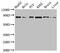 Signal transducer and activator of transcription 4 antibody, CSB-PA022813EA01HU, Cusabio, Western Blot image 