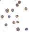 Endoplasmic Reticulum To Nucleus Signaling 1 antibody, LS-C19555, Lifespan Biosciences, Immunocytochemistry image 
