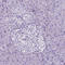 SLC22A2 antibody, AMAb90792, Atlas Antibodies, Immunohistochemistry frozen image 
