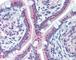 Golgi Membrane Protein 1 antibody, 49-279, ProSci, Immunohistochemistry paraffin image 