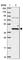 Ras Association Domain Family Member 2 antibody, HPA051200, Atlas Antibodies, Western Blot image 