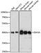 Isocitrate Dehydrogenase (NAD(+)) 3 Alpha antibody, A14650, ABclonal Technology, Western Blot image 
