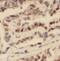 IST1 Factor Associated With ESCRT-III antibody, FNab04408, FineTest, Immunohistochemistry paraffin image 