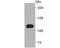 PPAR-gamma coactivator 1-beta antibody, A02933-2, Boster Biological Technology, Western Blot image 