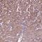 Cytochrome P450 Family 3 Subfamily A Member 43 antibody, HPA066463, Atlas Antibodies, Immunohistochemistry frozen image 