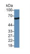 Sulfite Oxidase antibody, LS-C296525, Lifespan Biosciences, Western Blot image 