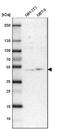 UBA Domain Containing 1 antibody, NBP1-81842, Novus Biologicals, Western Blot image 