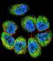 Tripartite Motif Containing 65 antibody, LS-C160208, Lifespan Biosciences, Immunofluorescence image 