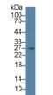 Secretagogin, EF-Hand Calcium Binding Protein antibody, LS-C373518, Lifespan Biosciences, Western Blot image 