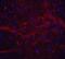 TNF Superfamily Member 12 antibody, NBP1-76695, Novus Biologicals, Immunofluorescence image 