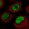 Cell Division Cycle 40 antibody, PA5-65451, Invitrogen Antibodies, Immunofluorescence image 