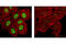 Nuclear Receptor Subfamily 3 Group C Member 1 antibody, 4161S, Cell Signaling Technology, Immunofluorescence image 