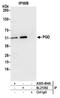 6-phosphogluconate dehydrogenase, decarboxylating antibody, A305-404A, Bethyl Labs, Immunoprecipitation image 