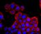 Aquaporin 1 (Colton Blood Group) antibody, NBP2-67162, Novus Biologicals, Immunocytochemistry image 
