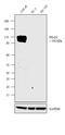 Folate Hydrolase 1 antibody, MA5-14579, Invitrogen Antibodies, Western Blot image 