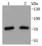 Putative endoplasmin-like protein antibody, NBP2-67785, Novus Biologicals, Western Blot image 