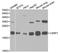 Cysteine And Glycine Rich Protein 1 antibody, orb48990, Biorbyt, Western Blot image 