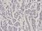 Serpin Family H Member 1 antibody, PA5-76659, Invitrogen Antibodies, Immunohistochemistry paraffin image 