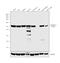 Coronin 1A antibody, PA1-10022, Invitrogen Antibodies, Western Blot image 