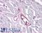 Integrin Subunit Alpha 5 antibody, LS-B4121, Lifespan Biosciences, Immunohistochemistry paraffin image 