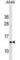 Cytochrome C Oxidase Subunit 5B antibody, abx029494, Abbexa, Western Blot image 