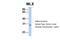 MAX Dimerization Protein MLX antibody, 30-739, ProSci, Enzyme Linked Immunosorbent Assay image 