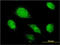 Alpha-1-Microglobulin/Bikunin Precursor antibody, LS-C133045, Lifespan Biosciences, Immunofluorescence image 