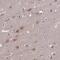 Tubulin Folding Cofactor B antibody, PA5-59569, Invitrogen Antibodies, Immunohistochemistry frozen image 