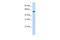 NK1 Homeobox 2 antibody, PA5-68926, Invitrogen Antibodies, Western Blot image 