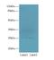 Nedd4 Family Interacting Protein 1 antibody, LS-C380088, Lifespan Biosciences, Western Blot image 