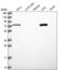 Leucine Carboxyl Methyltransferase 2 antibody, NBP2-56384, Novus Biologicals, Western Blot image 