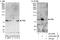 Enoyl-CoA Hydratase And 3-Hydroxyacyl CoA Dehydrogenase antibody, A303-420A, Bethyl Labs, Immunoprecipitation image 
