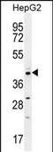 Cyclin I Family Member 2 antibody, PA5-35081, Invitrogen Antibodies, Western Blot image 