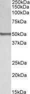 CREB Regulated Transcription Coactivator 2 antibody, 42-443, ProSci, Enzyme Linked Immunosorbent Assay image 