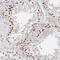 REST Corepressor 1 antibody, NBP2-38720, Novus Biologicals, Immunohistochemistry frozen image 
