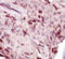 Interleukin 1 Receptor Associated Kinase 4 antibody, ADI-905-693-100, Enzo Life Sciences, Immunohistochemistry paraffin image 