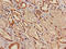 TWIK1 antibody, orb400484, Biorbyt, Immunohistochemistry paraffin image 
