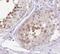 Reca antibody, FNab07079, FineTest, Immunohistochemistry frozen image 