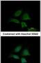 Exocyst Complex Component 4 antibody, PA5-31027, Invitrogen Antibodies, Immunofluorescence image 
