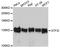General Transcription Factor IIi antibody, STJ114315, St John