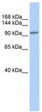 Nuclear Factor Of Activated T Cells 3 antibody, TA330164, Origene, Western Blot image 