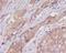 Tubulin Alpha 1b antibody, M08382, Boster Biological Technology, Immunohistochemistry frozen image 