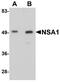 WD Repeat Domain 74 antibody, NBP1-77140, Novus Biologicals, Western Blot image 