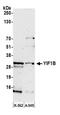 Yip1 Interacting Factor Homolog B, Membrane Trafficking Protein antibody, A305-802A-M, Bethyl Labs, Western Blot image 