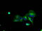 Tubulin Tyrosine Ligase Like 12 antibody, TA500799, Origene, Immunofluorescence image 