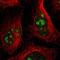 Ubiquitin Specific Peptidase 36 antibody, NBP1-83709, Novus Biologicals, Immunofluorescence image 