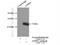 ATP Synthase Inhibitory Factor Subunit 1 antibody, 12067-1-AP, Proteintech Group, Immunoprecipitation image 